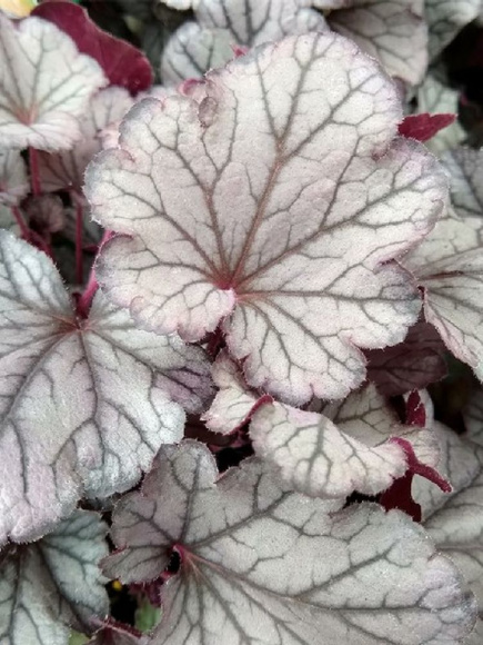 Гейхера Индиан Саммер Хаклберри (Indian Summer Huckleberry) купить с доставкой