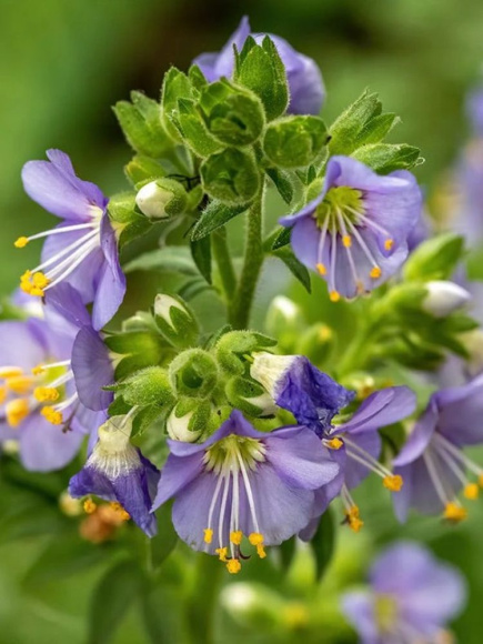 Синюха Хэвенли Хэбит (Heavenly Habit) северная купить с доставкой