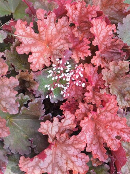 Гейхера Пичберри Айс (Peachberry Ice) купить с доставкой