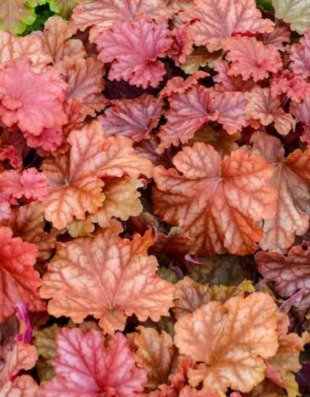 Гейхера Пичберри Айс (Peachberry Ice)