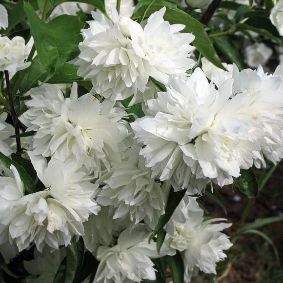 Чубушник Жемчуг купить с доставкой