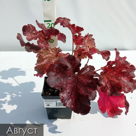 Гейхера Берри Мармелад (Berry Marmalade) купить с доставкой