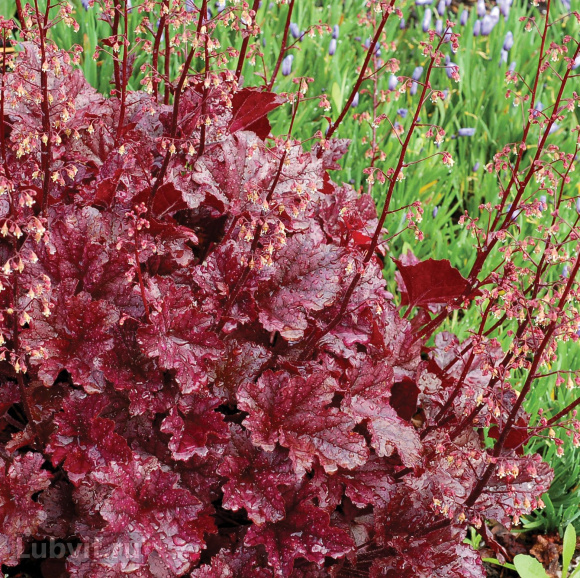 Гейхера Берри Мармелад (Berry Marmalade) купить с доставкой