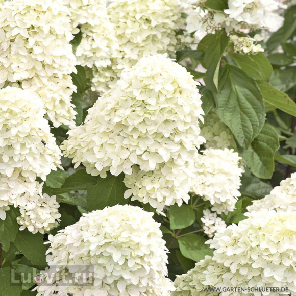 Гортензия Мэджикал Кэндл (Magical Candle) метельчатая купить с доставкой
