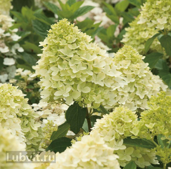 Гортензия Мэджикал Кэндл (Magical Candle) метельчатая купить с доставкой