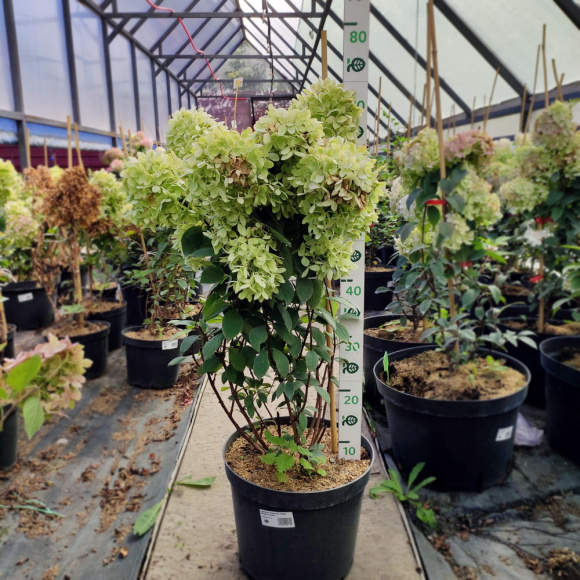 Гортензия Мэджикал Кэндл (Magical Candle) метельчатая купить с доставкой