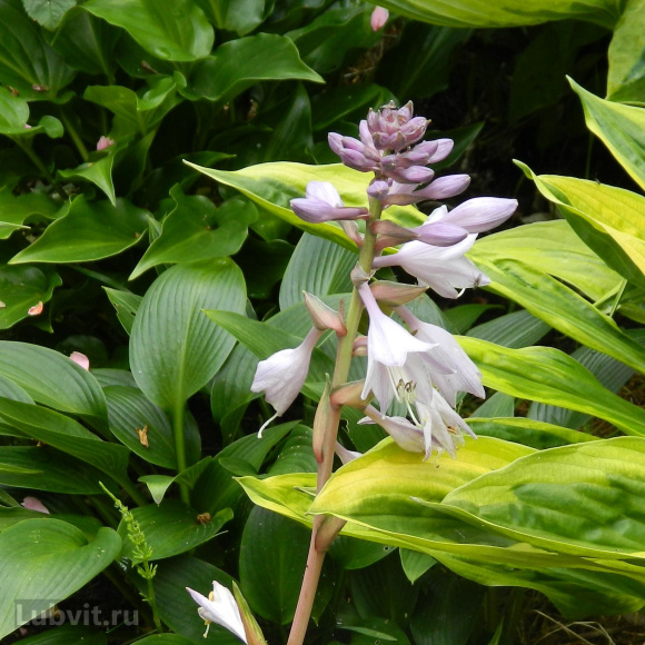 Хоста Лейксайд Драгонфлай (Lakeside Dragonfly) [M] купить с доставкой