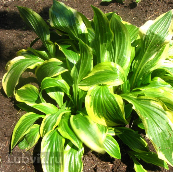 Хоста Лейксайд Драгонфлай (Lakeside Dragonfly) [M] купить с доставкой