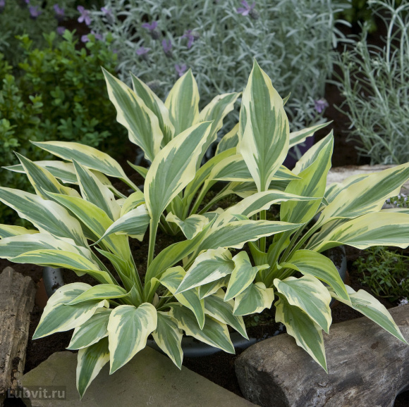 Хоста Лейксайд Драгонфлай (Lakeside Dragonfly) [M] купить с доставкой