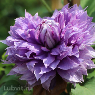 Клематис Вивьен Пеннел (Vyvyan Pennell)