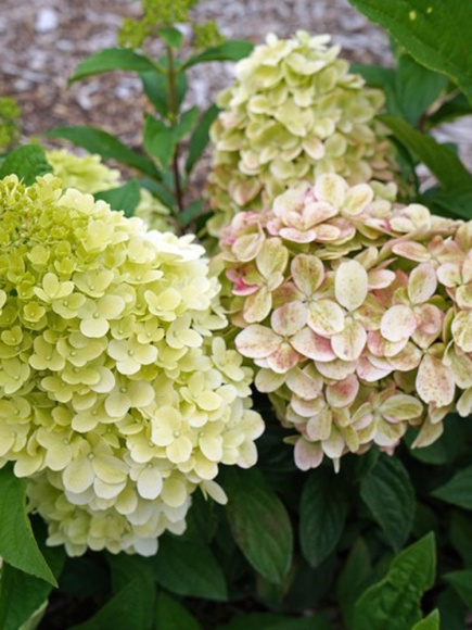 Гортензия Пантеон (Pantheon) метельчатая купить с доставкой