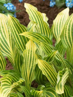 Хоста Мито Но Хана (Mito No Hana) [L]