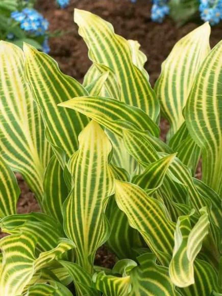 Хоста Мито Но Хана (Mito No Hana) [L] купить с доставкой