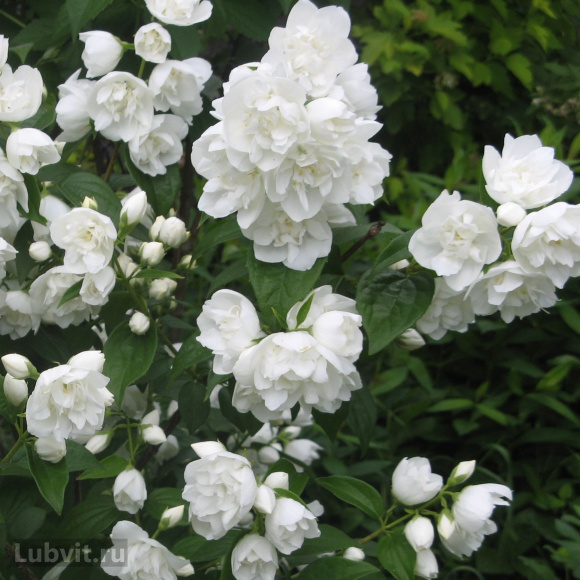 Чубушник Зоя Космодемьянская купить с доставкой