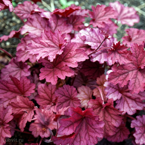 Гейхера Берри Смузи (Berry Smoothie) купить с доставкой
