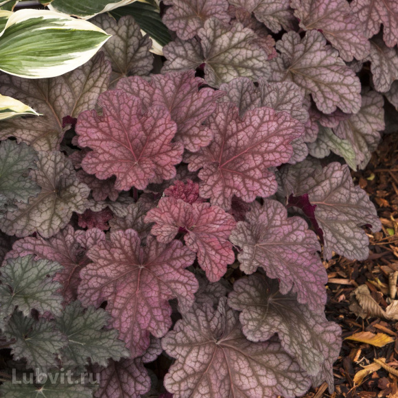 Гейхера Берри Смузи (Berry Smoothie) купить с доставкой