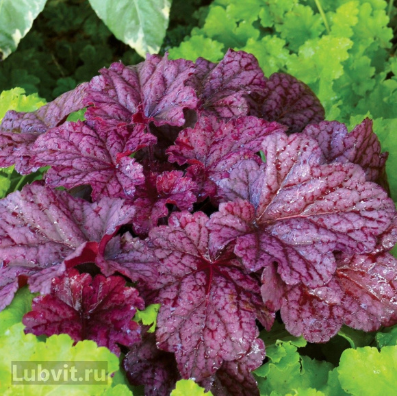 Гейхера Берри Смузи (Berry Smoothie) купить с доставкой