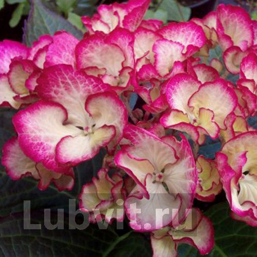 Гортензия Окская Весна крупнолистная купить с доставкой