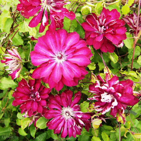 Клематис Ред Стар (Red Star) купить с доставкой