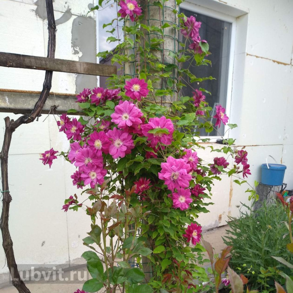 Клематис Ред Стар (Red Star) купить с доставкой