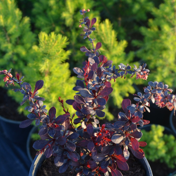 Барбарис Дартс ред Леди (Dart's Red Lady) купить с доставкой