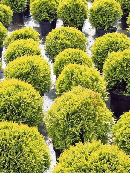 Туя западная Даника Аурея (Danica Aurea) 1c купить с доставкой