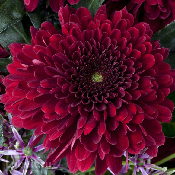 Хризантема садовая Барка (Barca) купить с доставкой