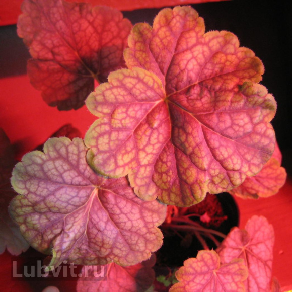 Гейхера Ван Гог (Van Gogh) купить с доставкой