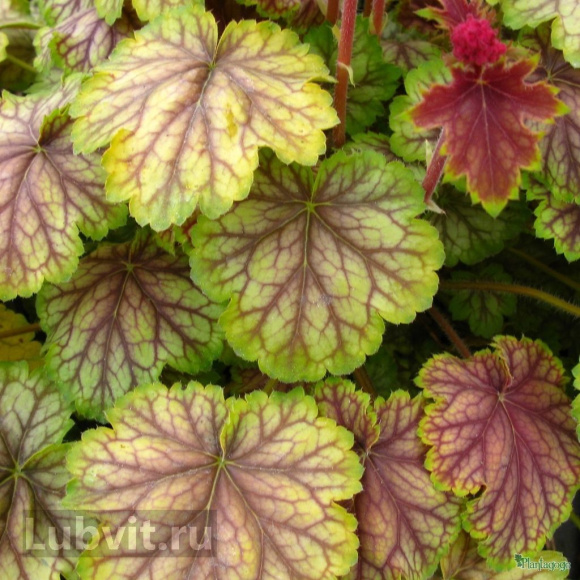 Гейхера Ван Гог (Van Gogh) купить с доставкой