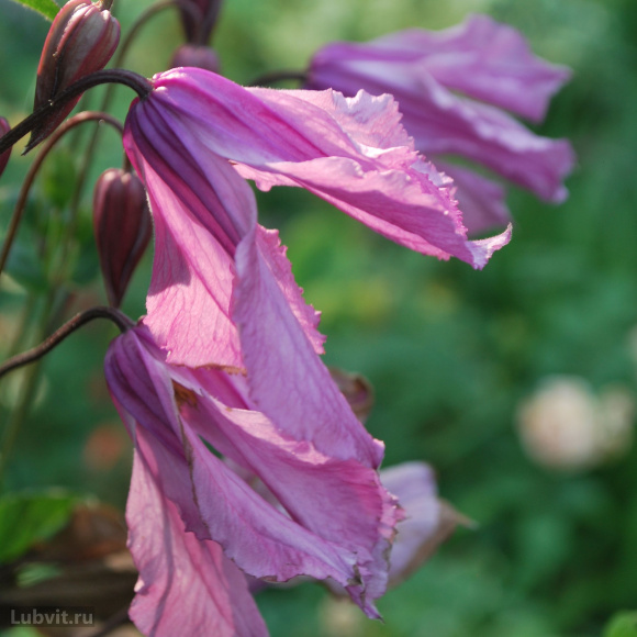 Клематис Аленушка (Alionushka) купить с доставкой