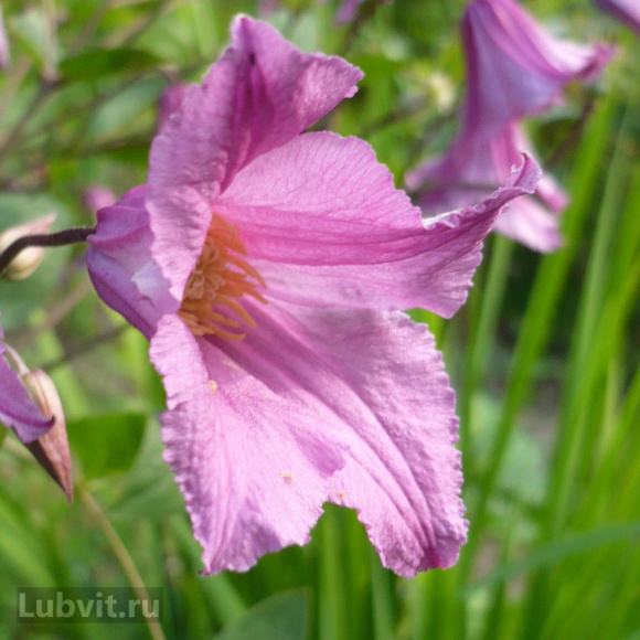 Клематис Аленушка (Alionushka) купить с доставкой