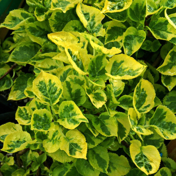 Гортензия Миранда (Miranda) черешковая купить с доставкой