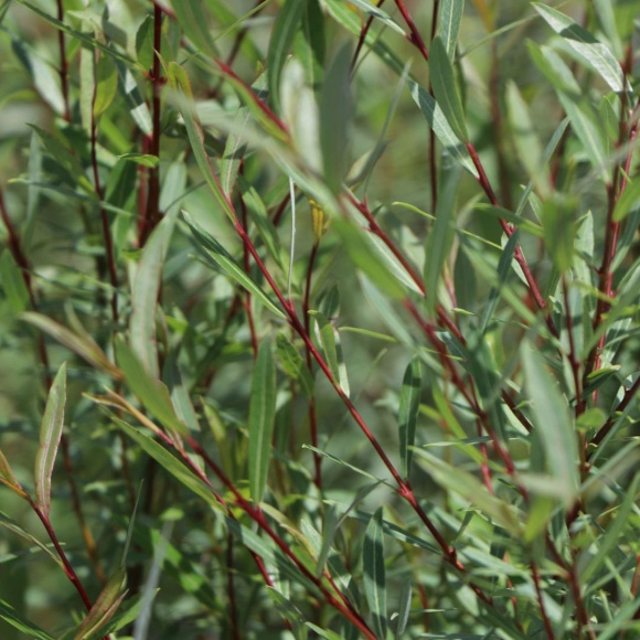 Ива Грацилис (Gracilis) купить с доставкой