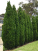 Туя западная Фастигиата (Fastigiata) купить с доставкой