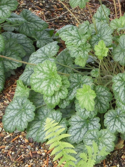 Гейхера Сильвер Доллар (Silver Dollar) купить с доставкой