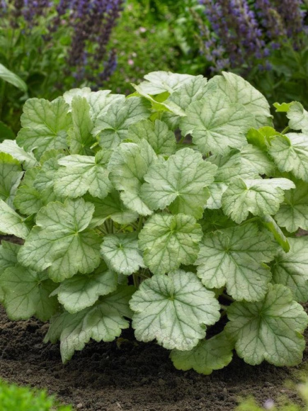 Гейхера Сильвер Доллар (Silver Dollar) купить с доставкой