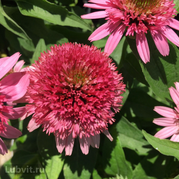 Эхинацея Баттерфляй Киссес (Butterfly Kisses) купить с доставкой