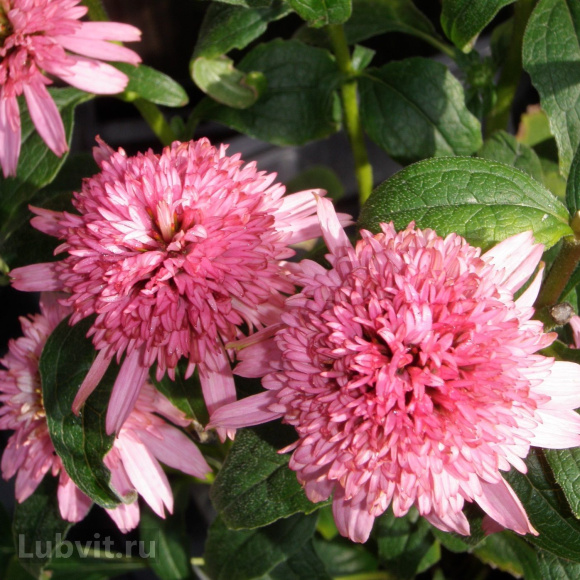 Эхинацея Баттерфляй Киссес (Butterfly Kisses) купить с доставкой