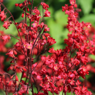 Гейхера Корал Форест (Coral Forest)