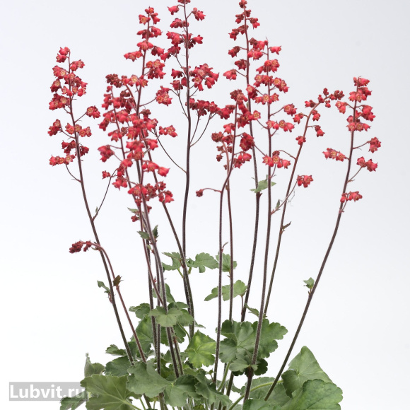 Гейхера Корал Форест (Coral Forest) купить с доставкой