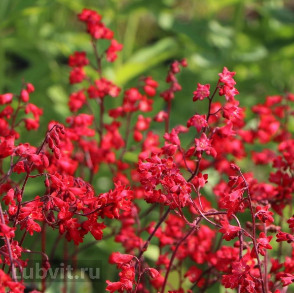 Гейхера Корал Форест (Coral Forest) купить с доставкой