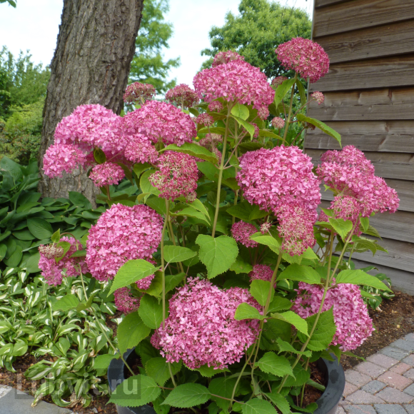 Гортензия Пинк Пинкушен (Pink Pincushion) древовидная купить с доставкой