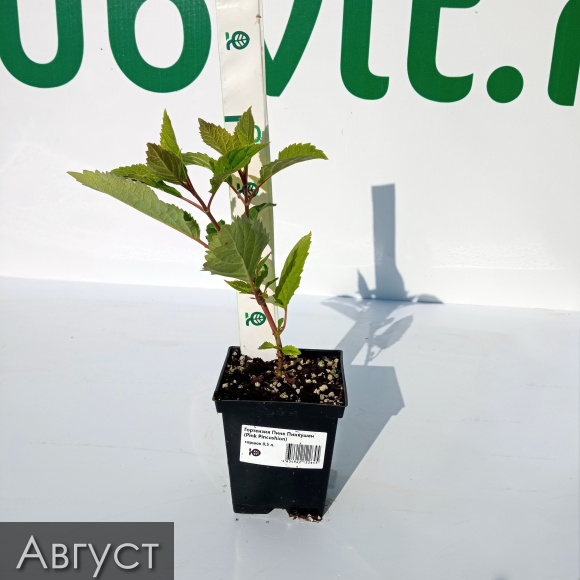 Гортензия Пинк Пинкушен (Pink Pincushion) древовидная купить с доставкой