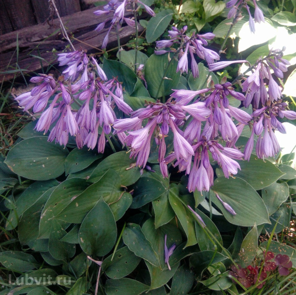 Хоста Блю Кадет (Blue Cadet) [M] купить с доставкой