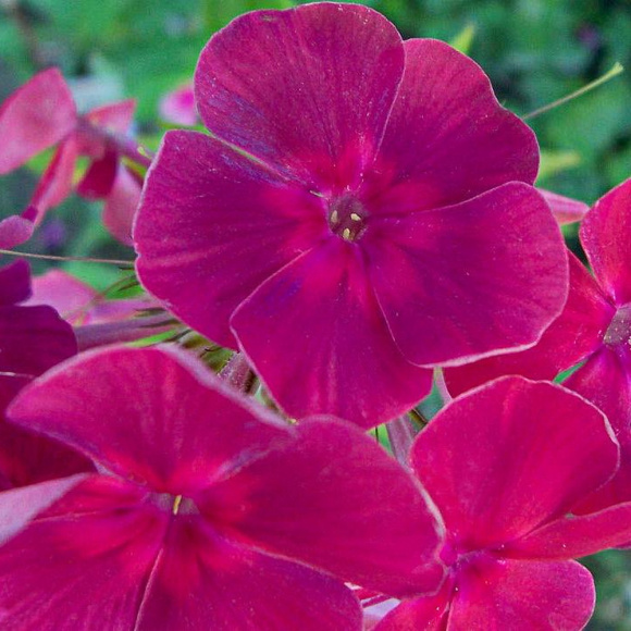 Флокс Травиата (Traviata) купить с доставкой