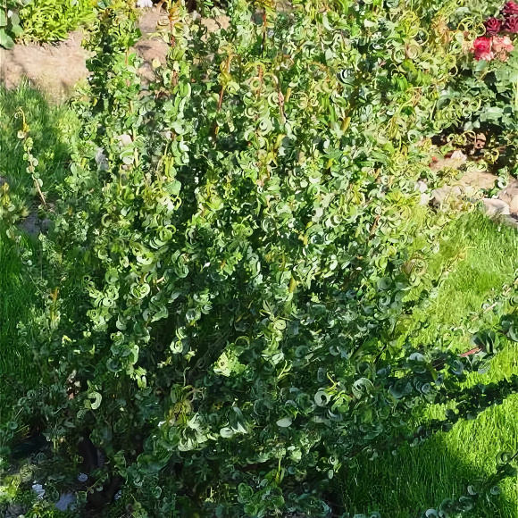 Ива вавилонская Криспа (Crispa) купить с доставкой