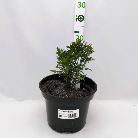 Туя шаровидная Даника (Danica) купить с доставкой
