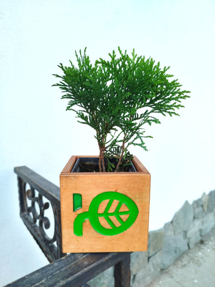 Туя шаровидная Даника (Danica) купить с доставкой