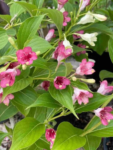 Вейгела Марджори (Marjorie) купить с доставкой