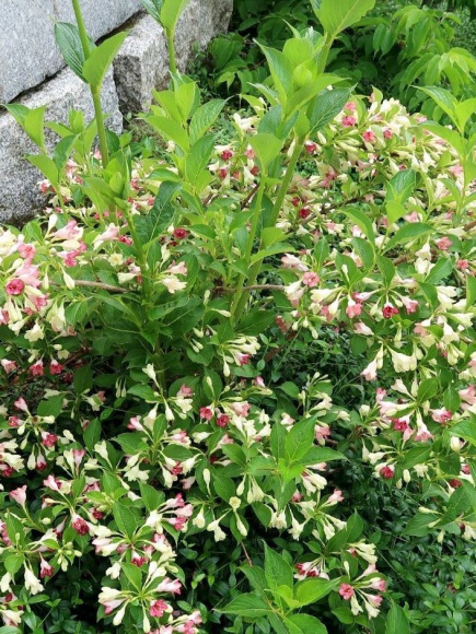 Вейгела Марджори (Marjorie) купить с доставкой